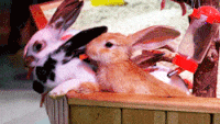 A (8).gif